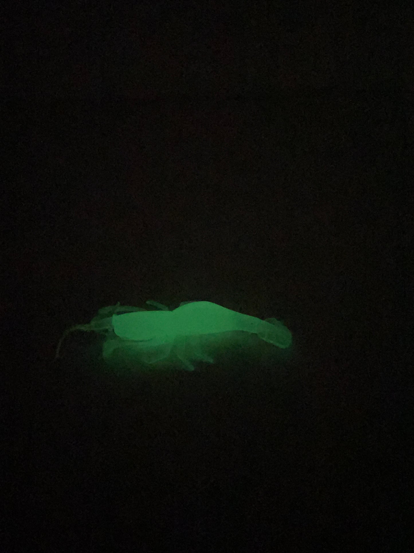 Glow in the dark 3” prawns